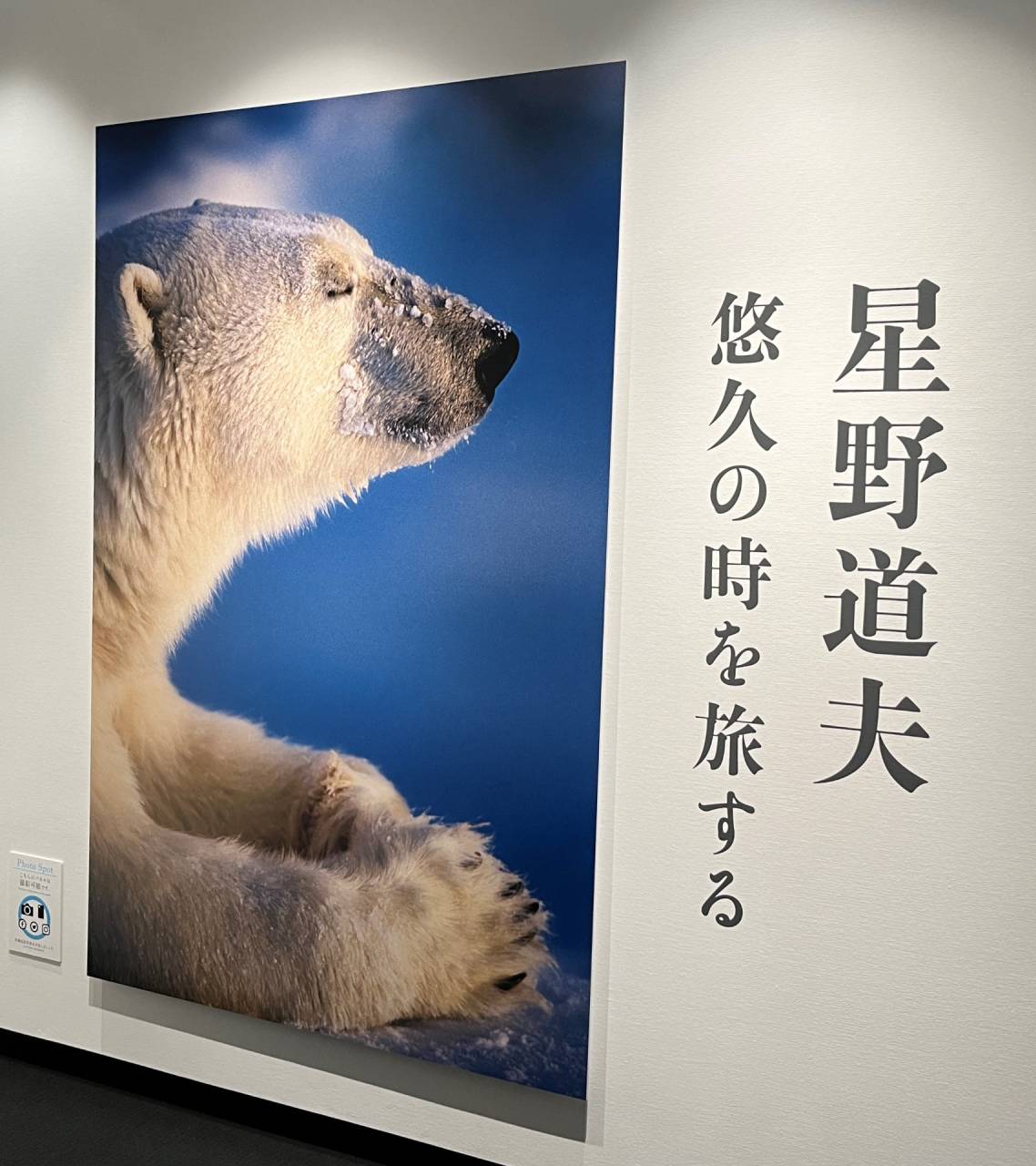 名入れ無料】 写真家 武藤先生 アラスカ熊H12 絵画/タペストリ
