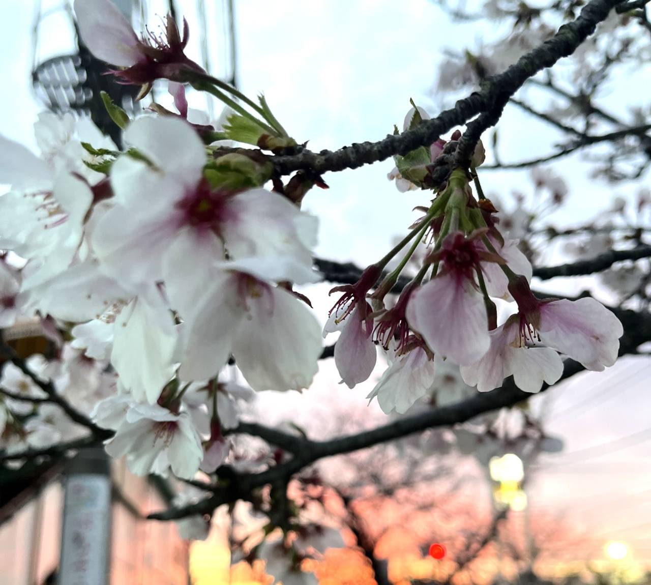 2026年4月20日 お花見ジョギングin手賀沼